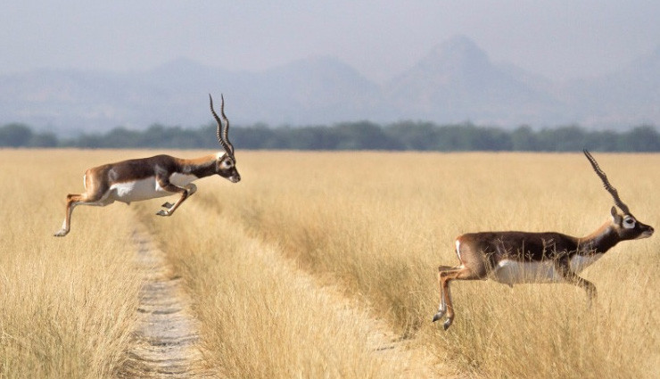 rajasthan,rajasthan tourist destination,rajasthan tourism,holidays,churu travel,churu travel guide,holidays in rajasthan