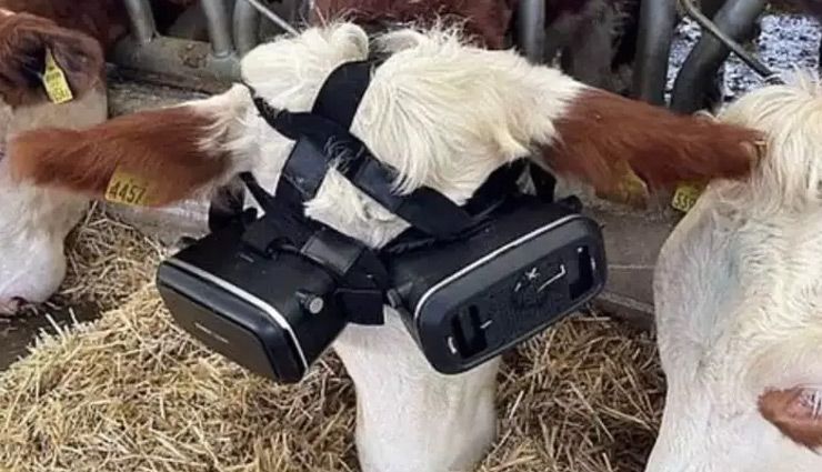 weird news,weird idea,virtual reality glasses to cow