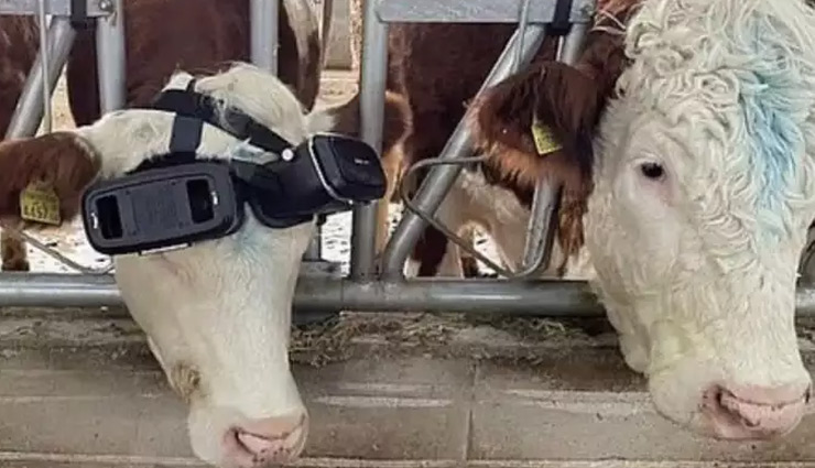 weird news,weird idea,virtual reality glasses to cow