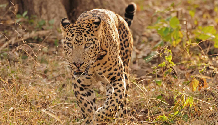 cheap places in india,places to explore under rs 1000,enjoy isolation at dandeli,camping under the starry sky in honnemardu,explore heritage & its grandeur at gandikota,discover the life of lamas in bylakuppe,wildlife experiences in kabini,amazing views to trek in kudremukh