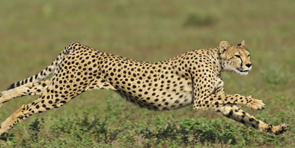 दुनिया के 5 सबसे शक्तिशाली और खूंखार जानवर dangerous animals,cheetah,sea horse,shark,elephant,arthropleura,holidays,travel