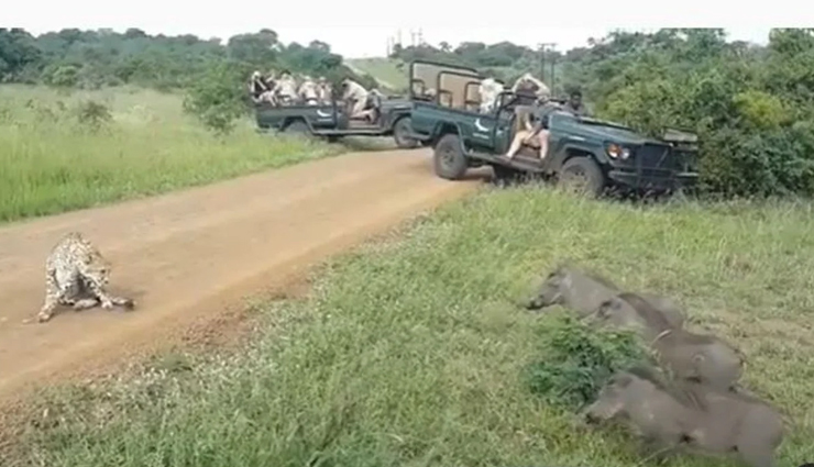 VIDEO : चीते को चुनौती देना जंगली सूअरों को पड़ा भारी, एक झपट्टे में हुआ बुरा हाल 