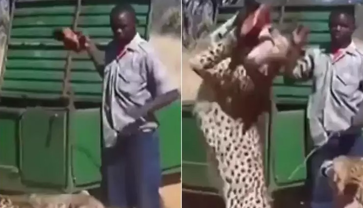 चीतों का ये 10 सेकंड का वीडियो लोगों के उड़ा रहा होश, मीट खिलाने वाले दोनों शख्स की हो रही तारीफ