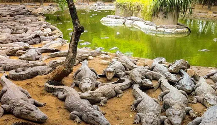 chennai,tourist attraction in chennai,places to visit in chennai,covelong beach,arignar anna zoological park,marina beach,breezy beach,ashtalakshmi temple,madras crocodile bank trust