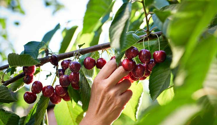 4 Amazing Beauty Benefits of Cherry