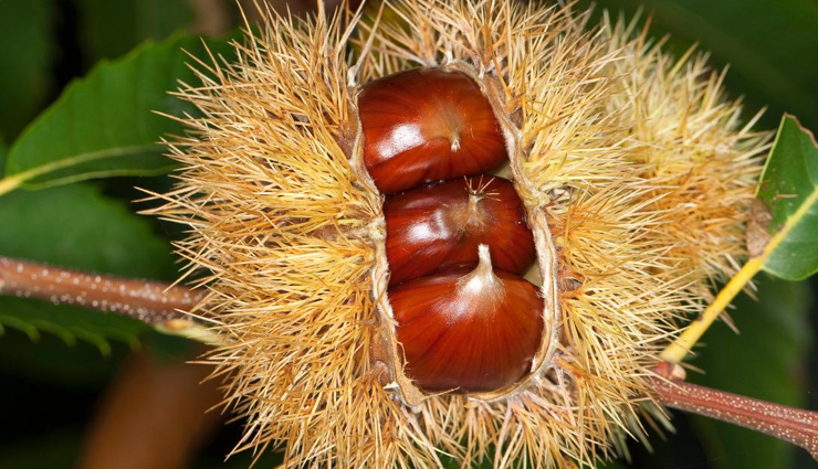 chestnut,chestnut good for health,reasons why chestnut good for health,chestnut healthy food,chestnut health benefits,healthy living,healthy food chestnut,Health tips,healthy life