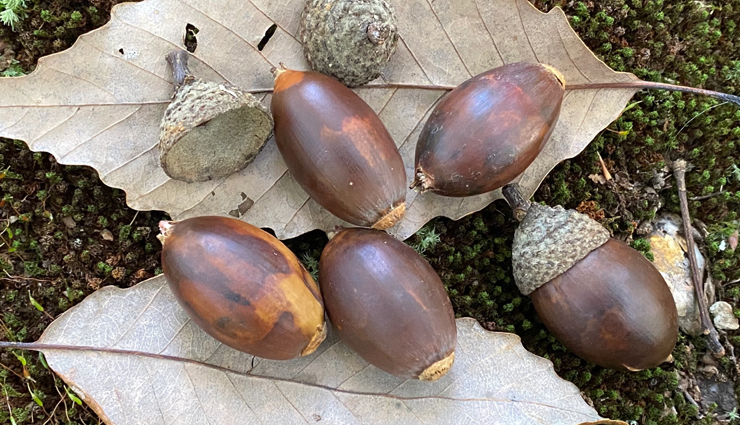 acorn types and varieties,different kinds of acorns to recognize,acorn classifications and species,acorn diversity: types to be aware of,identifying various acorn variations,acorn kinds and their characteristics,understanding acorn diversity and types,types of acorns to familiarize with,exploring acorn varieties and classifications,different acorn species and their traits