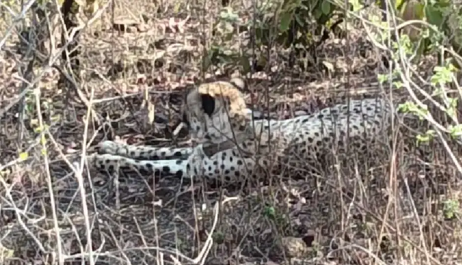 कूनो का चीता KP-3 पहुंचा झालावाड़, गांवों में दहशत का माहौल, सहमे ग्रामीण