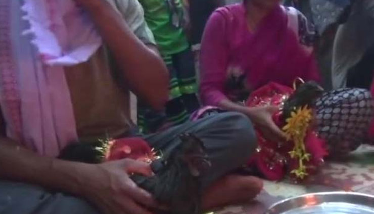छत्तीसगढ़ में हुई 'मुर्गा-मुर्गी' की अनूठी शादी, लगभग पांच हजार लोग हुए शामिल