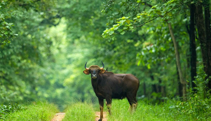 chhattisgarh,tourist places in chhattisgarh,attractions in chhattisgarh,chitrakote falls,barnawapara wildlife sanctuary,chandrahasini devi temple,bambleshwari temple,danteshwari temple