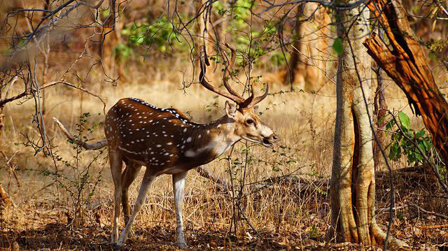 national parks of chhattisgarh,chhattisgarh,national parks