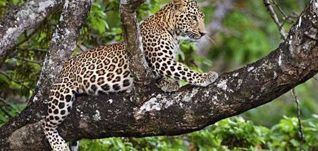 chhattisgarh,chhattisgarh tourism,national parks of chhattisgarh,travel,holidays