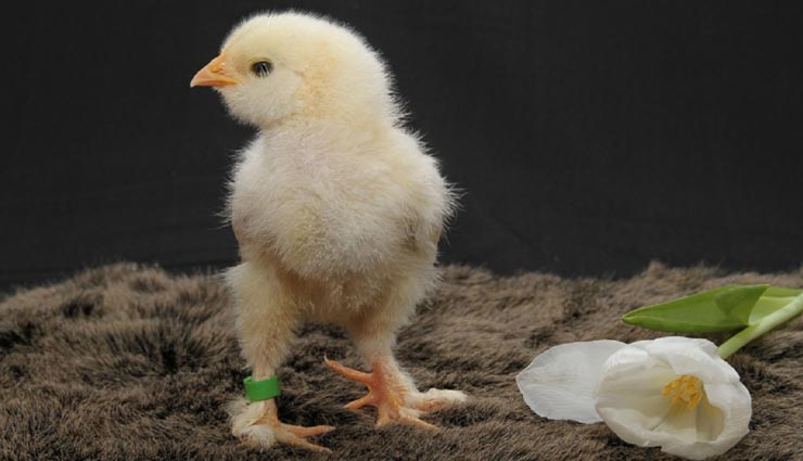 OMG!! मुर्गी ने बिना अंडे के चूजे को दिया जन्म
weird news,weird incident,chick without egg,hen gives birth to chick,odisha