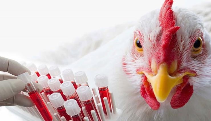 यहां लगाया जा रहा बच्चों को मुर्गे के खून का इंजेक्शन, गंभीर बीमारियों से करेगा बचाव!