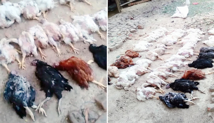 DJ की आवाज हुई तेज और मर गई 63 मुर्गियां!