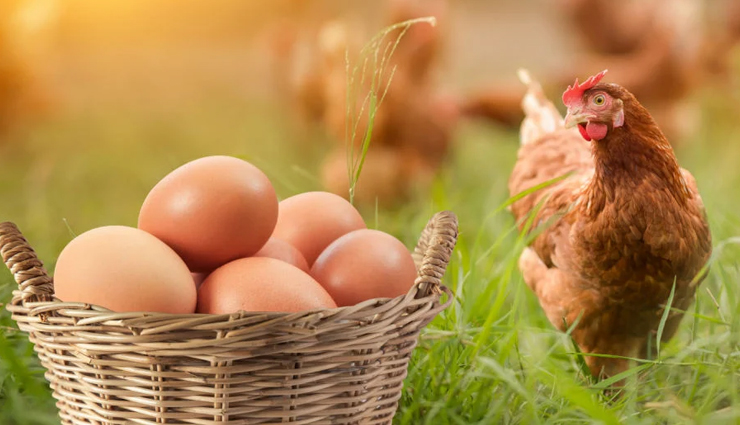 duck vs chicken eggs,health benefits of duck eggs,health benefits of chicken eggs,duck egg nutrition,chicken egg nutrition,duck eggs vs chicken eggs nutrition,side effects of duck eggs,side effects of chicken eggs,comparison of duck and chicken eggs,choosing between duck and chicken eggs