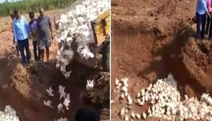 कोरोना से बौखलाया पोल्ट्री फार्म का मालिक, जिंदा गाड़ दीं 6000 मुर्गियां, वीडियो वायरल 