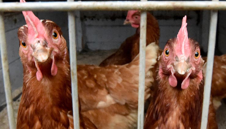 25 दिनों से जेल में बंद हैं दो मुर्गे, सट्टेबाजी के जुर्म में हुए थे गिरफ्तार 
