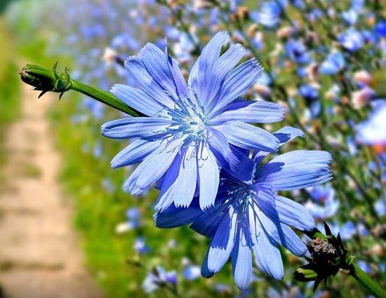 The Best Veggie To Treat Joint Pains is Here. Read More Benefits