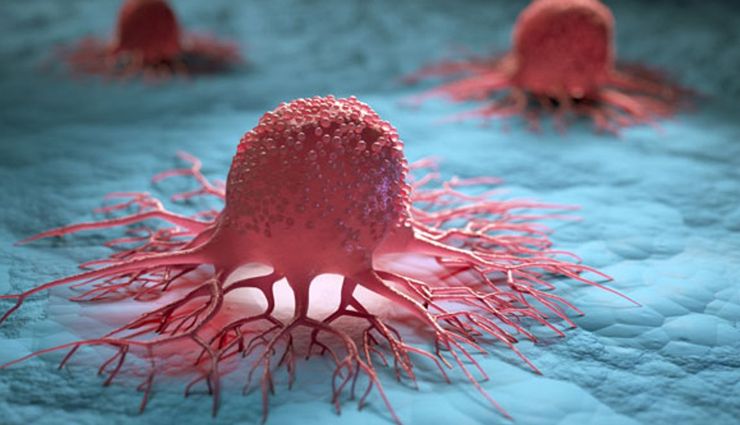 chicory during pregnancy,pregnancy tips,Health tips,fitness tips