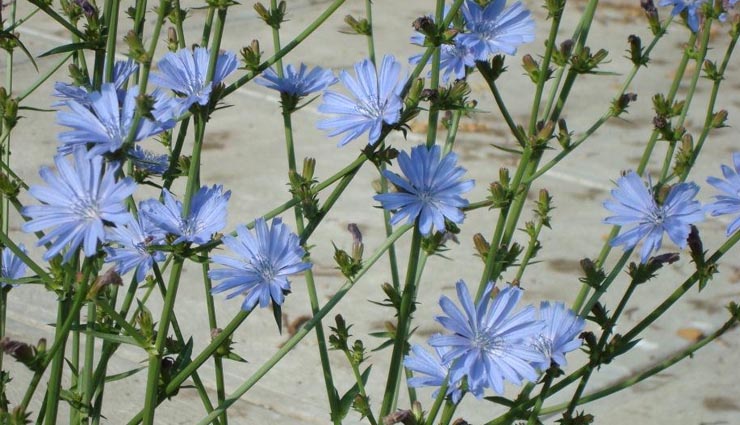 the best veggie to treat joint pains is here