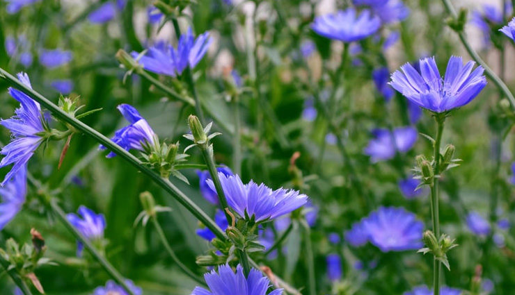 disadvantages of chicory,advantages  of chicory,uses of chicory,healthy living,Health tips