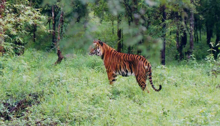 chikkamagaluru,places to visit in chikkamagaluru,tourist spots in chikkamagaluru,baba budangiri,mullayangiri,bhadra wildlife sanctuary,kudremukh national park,coffee plantations