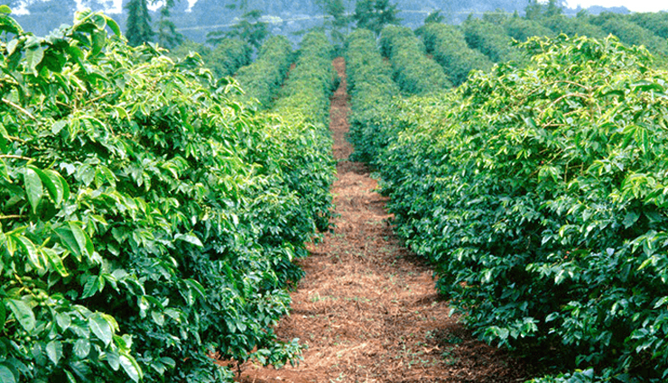 chikkamagaluru,places to visit in chikkamagaluru,tourist spots in chikkamagaluru,baba budangiri,mullayangiri,bhadra wildlife sanctuary,kudremukh national park,coffee plantations