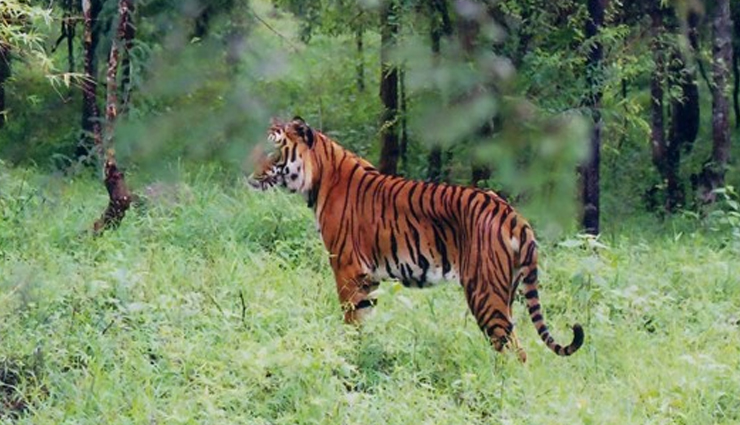 chikmagalur tourism,attractions in chikmagalur,places of interest in chikmagalur,tourist destinations in chikmagalur,chikmagalur sightseeing,mulayanagiri trek,baba budangiri peaks,seethalayanagiri hill,kemmangundi hill station,bhadra wildlife sanctuary,hebbe falls chikmagalur,chikmagalur hill stations,chikmagalur coffee plantations,chikmagalur temples,chikmagalur nature trails,chikmagalur adventure activities,chikmagalur waterfalls,chikmagalur wildlife sanctuaries,chikmagalur historical sites,chikmagalur scenic spots