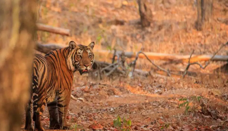 chikmagalur,things to do in chikmagalur,places to visit in chikmagalur,hebbe falls,mullayanagiri coffee estates,sharadamba temple,coffee museum,bhadra wildlife sanctuary