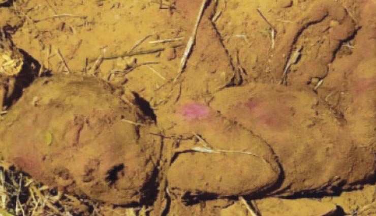 नीमकाथाना : फिर शर्मसार हुई मानवता, झाड़ियों में रोती मिली नवजात, हुई मौत