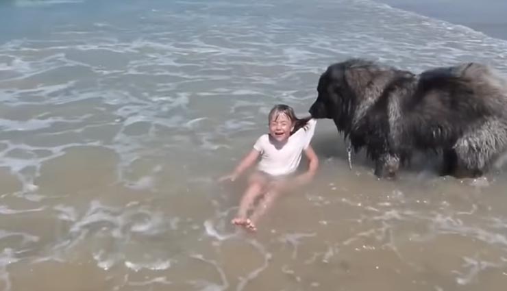 VIDEO : कुत्ते ने बचाई डूबती बच्ची की जान, वफादारी ने जीता सभी का दिल