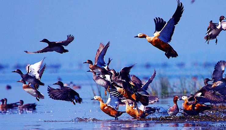 tourist places near cuttack,best getaways from cuttack,bhubaneswar attractions,konark sun temple,puri jagannath temple,chilika lake,dhenkanal travel guide,bhitarkanika national park,simlipal national park,ratnagiri udayagiri lalitgiri,chandipur beach,gopalpur-on-sea