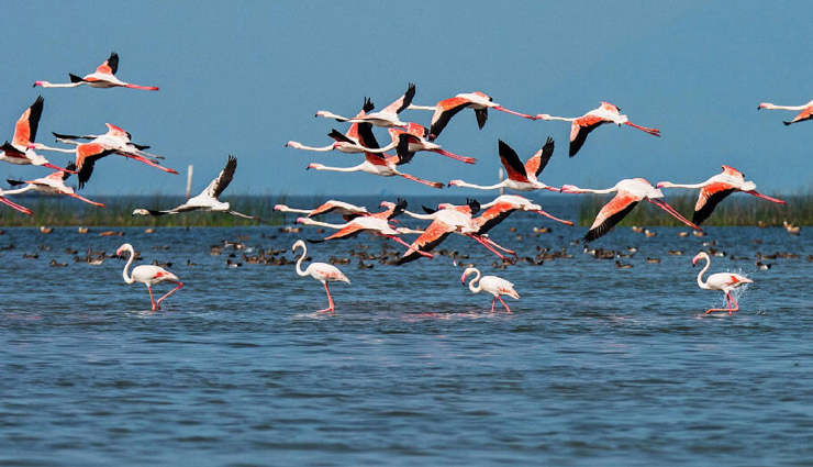 wetlands in india,harike lake punjab,chilika lake orissa,wular lake kashmir,loktak lake manipur,kolleru lake andhra pradesh,nalsarovar bird sanctuary gujarat,bhoj lake madhya pradesh,wetland biodiversity india,avian species in wetlands,asia largest freshwater lake,floating national park india,bird watching destinations india,nature photography spots,eco-tourism destinations india,wildlife sanctuaries india,birding hotspots india,serene boat rides,wetland conservation efforts,sustainable tourism india