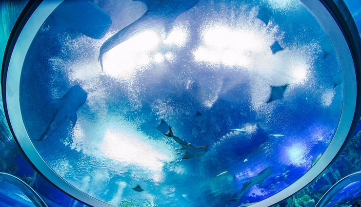 largest aquariums,worlds biggest marine exhibits,top aquarium destinations,aquatic wonders,marine life spectacles,oceanariums around the globe,giant fish tanks,underwater biodiversity,record-breaking aquariums,oceanic showcases