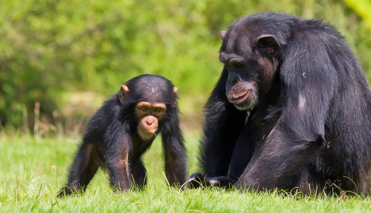 most smartest animals in the world,most intelligent animals in the world,smart animals,animals,veined octopus,squirrel,pig,chimpanzee,orangutan