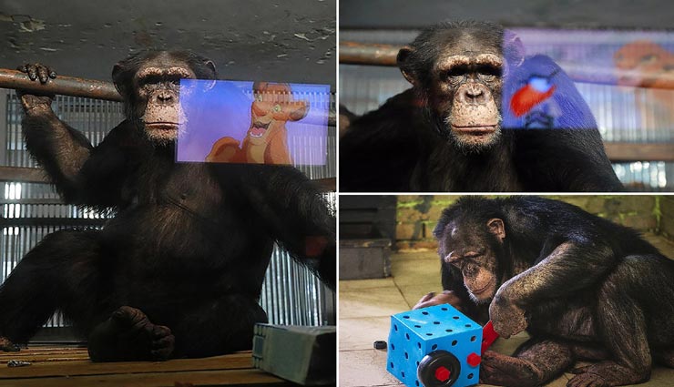 यहां लॉकडाउन में इंसान नहीं बल्कि जानवर हो रहे बोर, टीवी से कर रहे टाइमपास