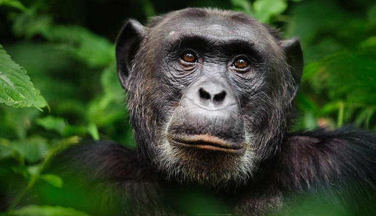 चिड़ियाघर के चिम्पैंजी से मिलने के लिए महिला पर लगाया प्रतिबंध, चल रहा था दोनों का अफेयर