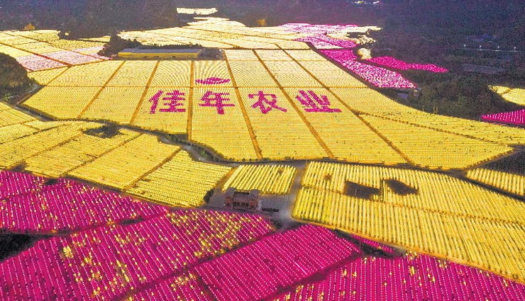 फसलों की पैदावार बढ़ाने के लिए चीन के किसान जला रहे है एलईडी बल्ब