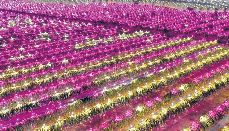 china,farmers,lighting,the crop with bulbs,at night in nanning,guanxi province,weird news in hindi