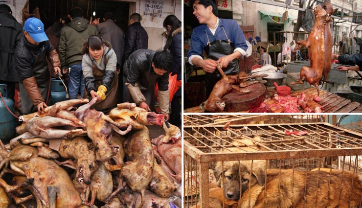 कोरोना तबाही से लिया सबक, इस शहर ने कुत्ते-बिल्ली का मांस खाने पर लगाया प्रतिबंध 
