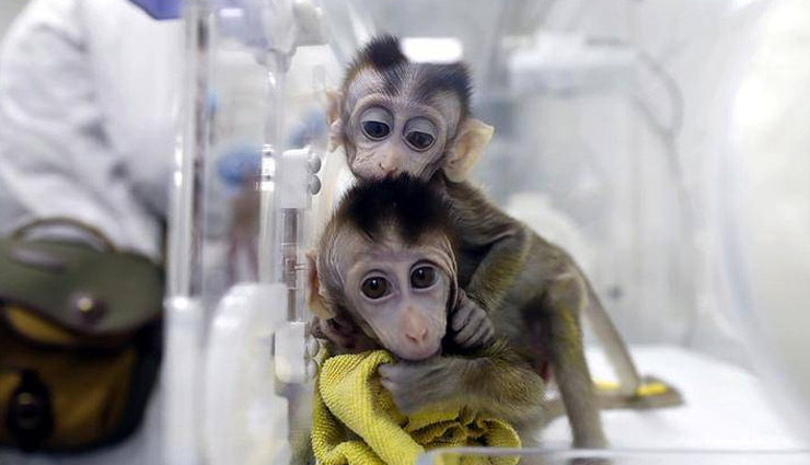 अच्छी खबर / बन गई कोरोना की वैक्सीन, बंदरों पर परीक्षण सफल, इंसानों पर ट्रायल शुरू