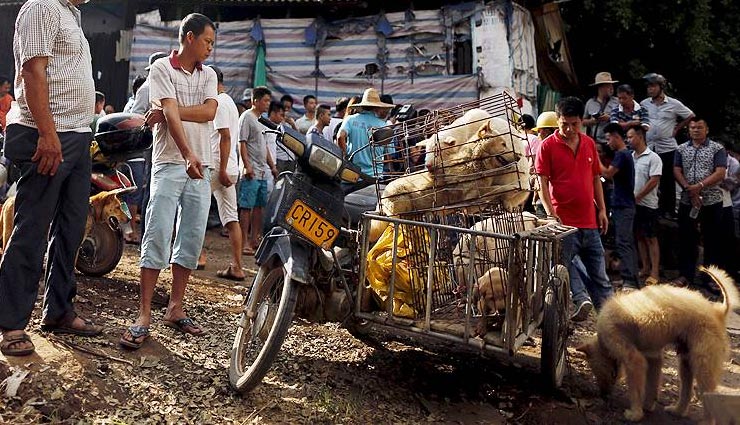  कोरोना वायरस : नहीं सुधरने को तैयार चीन के लोग, अब भी खा रहे कुत्तों को जिंदा भूनकर