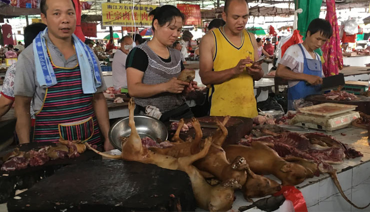 coronavirus,china,frog,animals,weird news