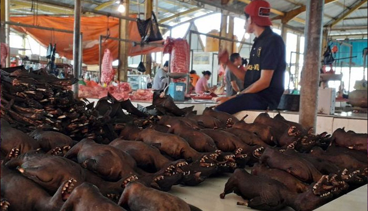 चीन में फिर बिकने लगे कुत्ते, बिल्ली, चमगादड़ सहित कई जंगली जानवर coronavirus,chinese,markets,selling,bats,rabbits,china meat market,weird news