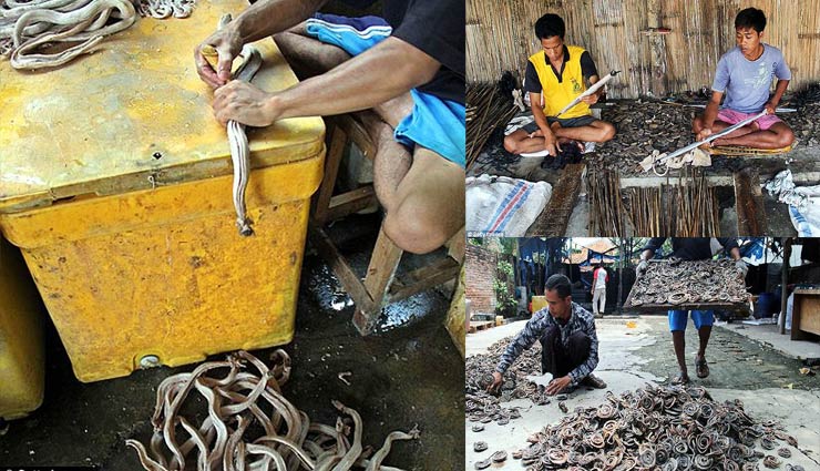 कोरोना वायरस : ये है सांपों की मंडी, हर अंग का होता है व्यापार coronavirus,china,indonesia,snake,snake market,weird news