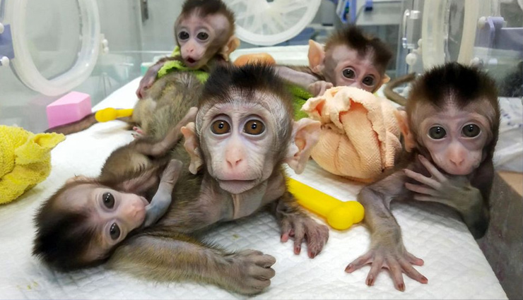 वुहान लैब में बंदर और खरगोश सहित 1,000 जानवरों के जीन बदले गए,  वायरस के इंजेक्शन भी दिए गए : ब्रिटिश पत्रकार 