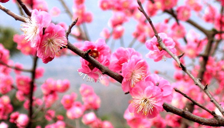 these plants brings growth in house,money plant,liliy plant,bamboo tree,lotus,aamla,chinese flower,shwetark plant,jyotish