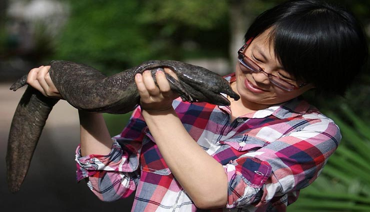 1 लाख रूपये प्रति किलो मिलता हैं चीन में इस दुर्लभ जीव का मांस, हो रहा विलुप्त 