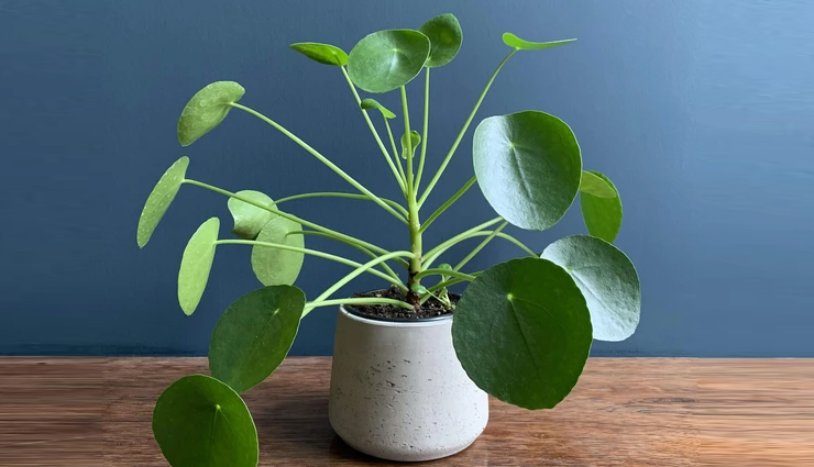 plants to rule the indoor garden,indoor garden,plants for indoor garden,household tips,home decor tips